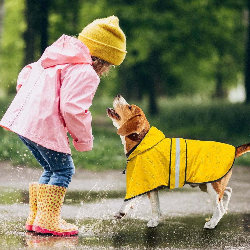 Dolitego dog raincoat shown being worn outdoors in rainy weather.