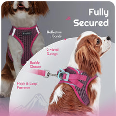 Eagloo small dog leash detail showing its padded handle.