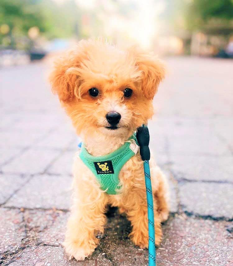 EcoBark Dog Harness shown worn by a dog.