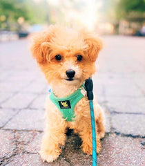 EcoBark Dog Harness shown worn by a dog.