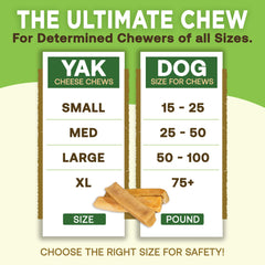 A dog chewing an EcoKind Bacon Yak Chew.