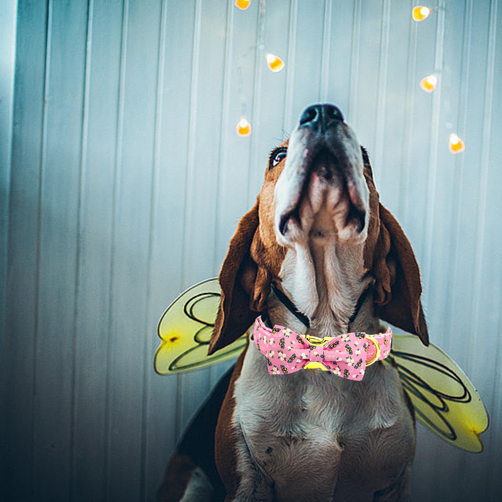 Elegant little tail dog collar shown being worn by a dog.