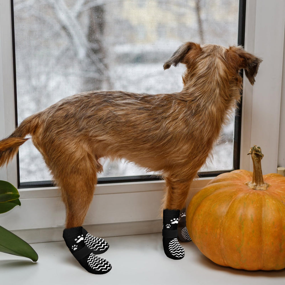 EXPAWLORER dog socks worn on a dog during an outdoor walk.