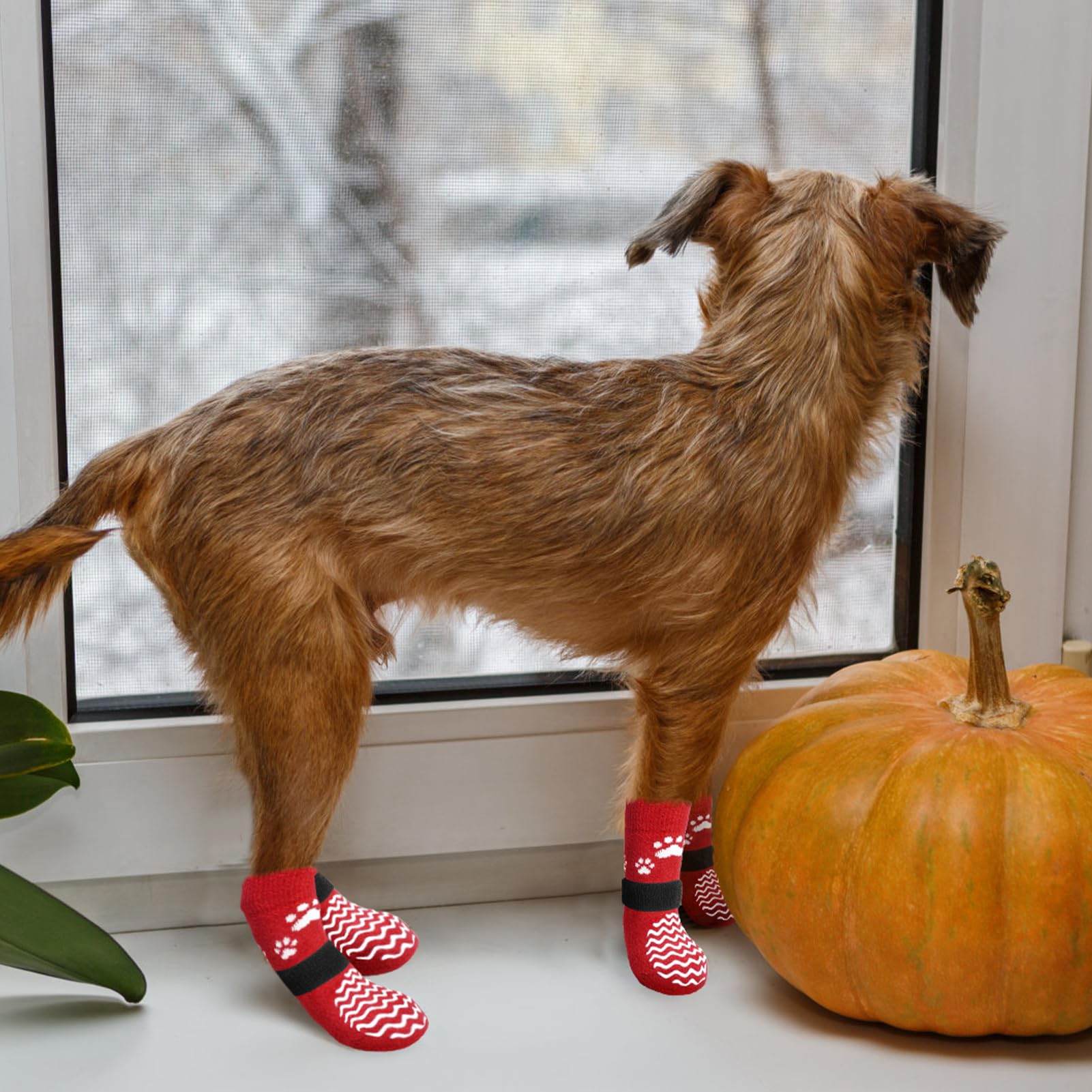 EXPAWLORER dog socks size guide showing the paw measurements.