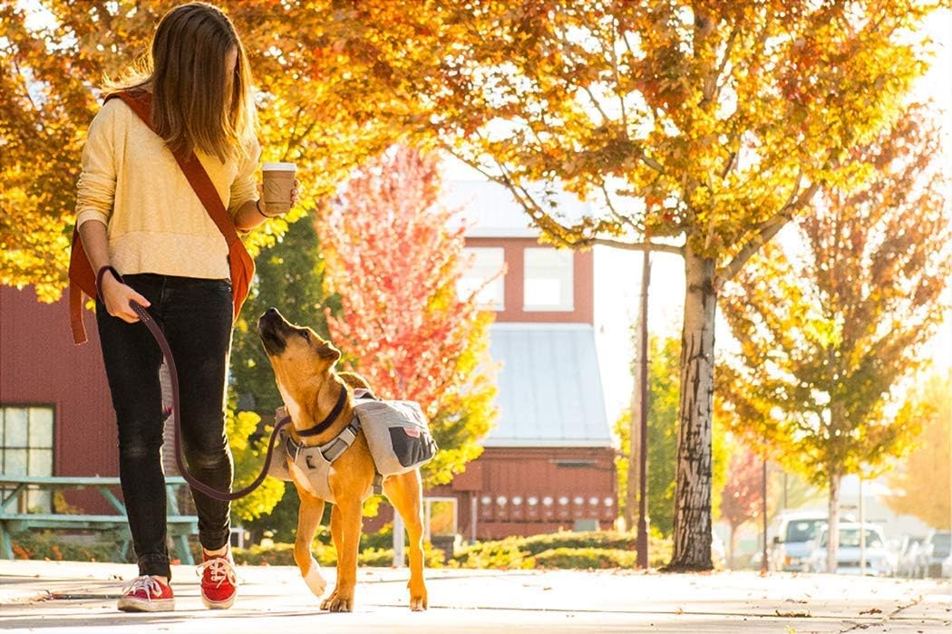 FAIRWIN leather dog leash displayed along its full length.