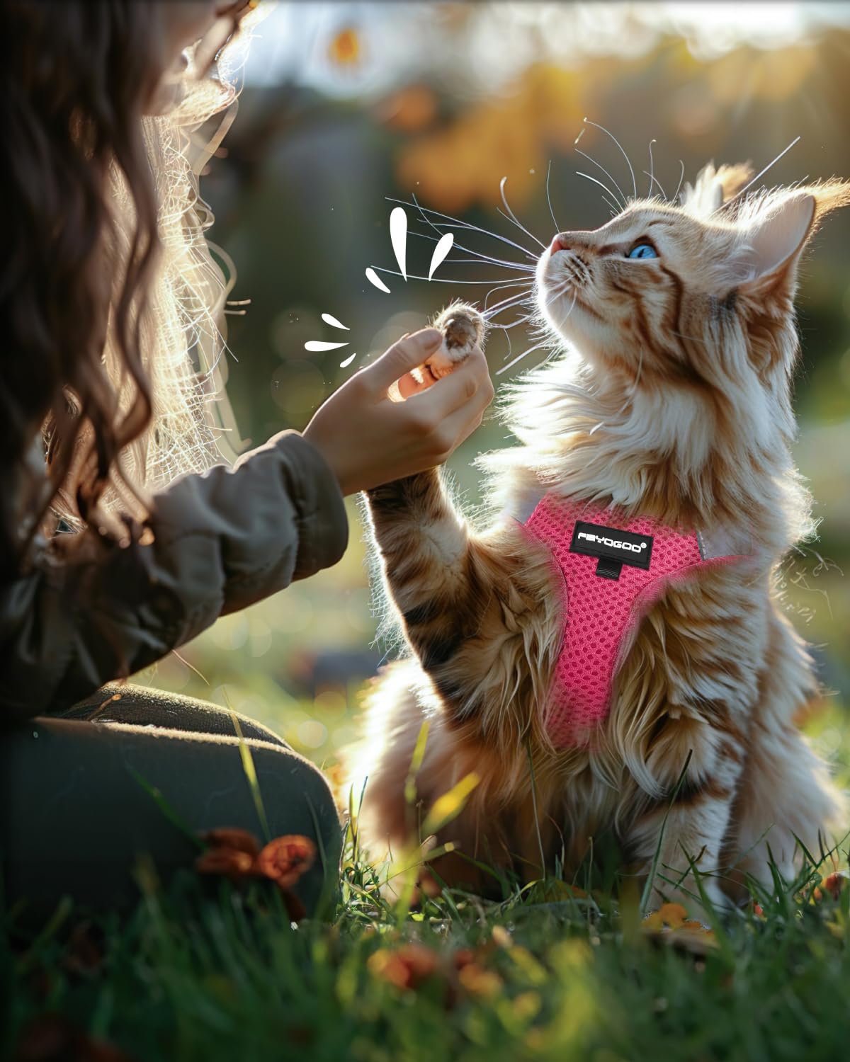 FAYOGOO cat harness and included leash shown together.