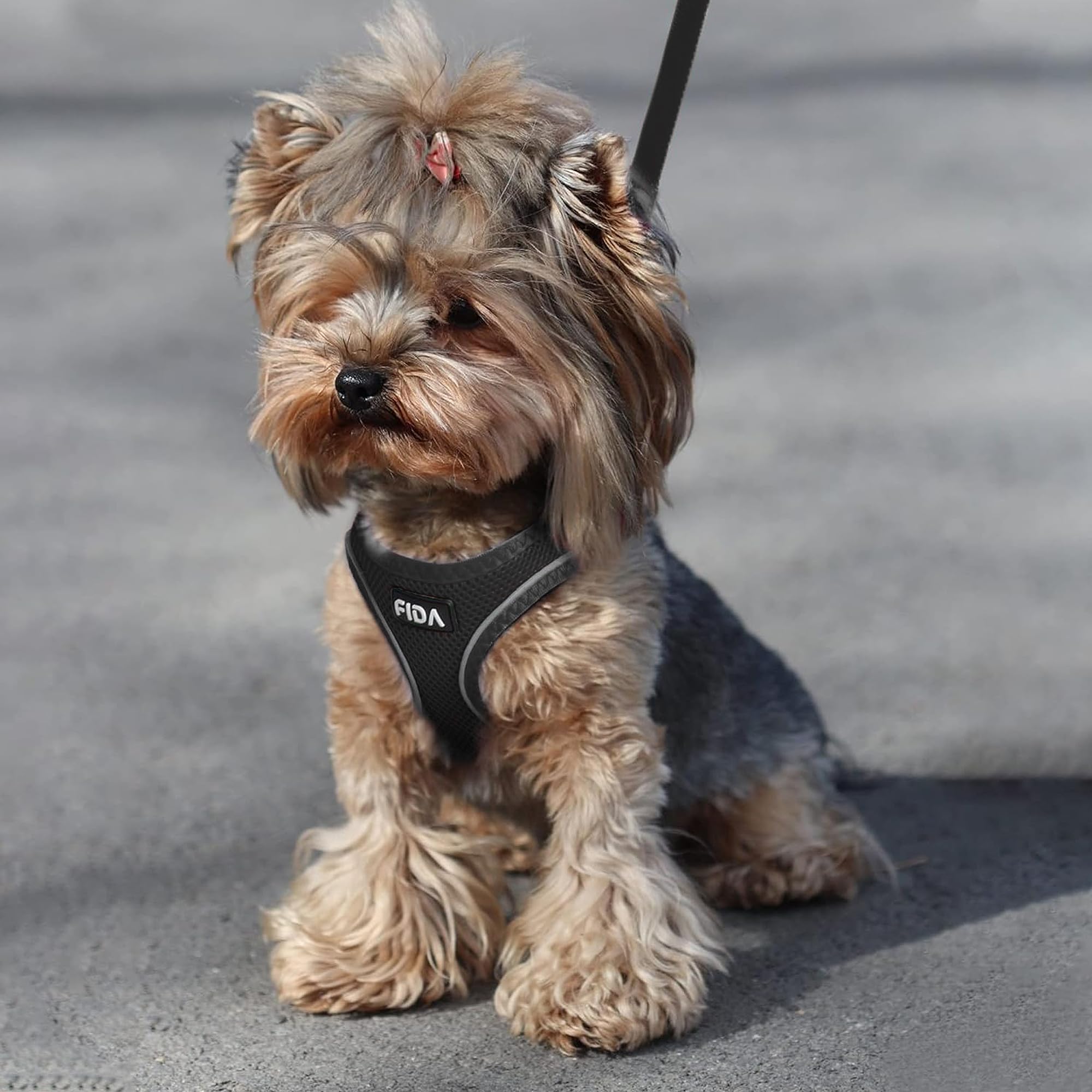 Fida cat harness and included leash shown together.