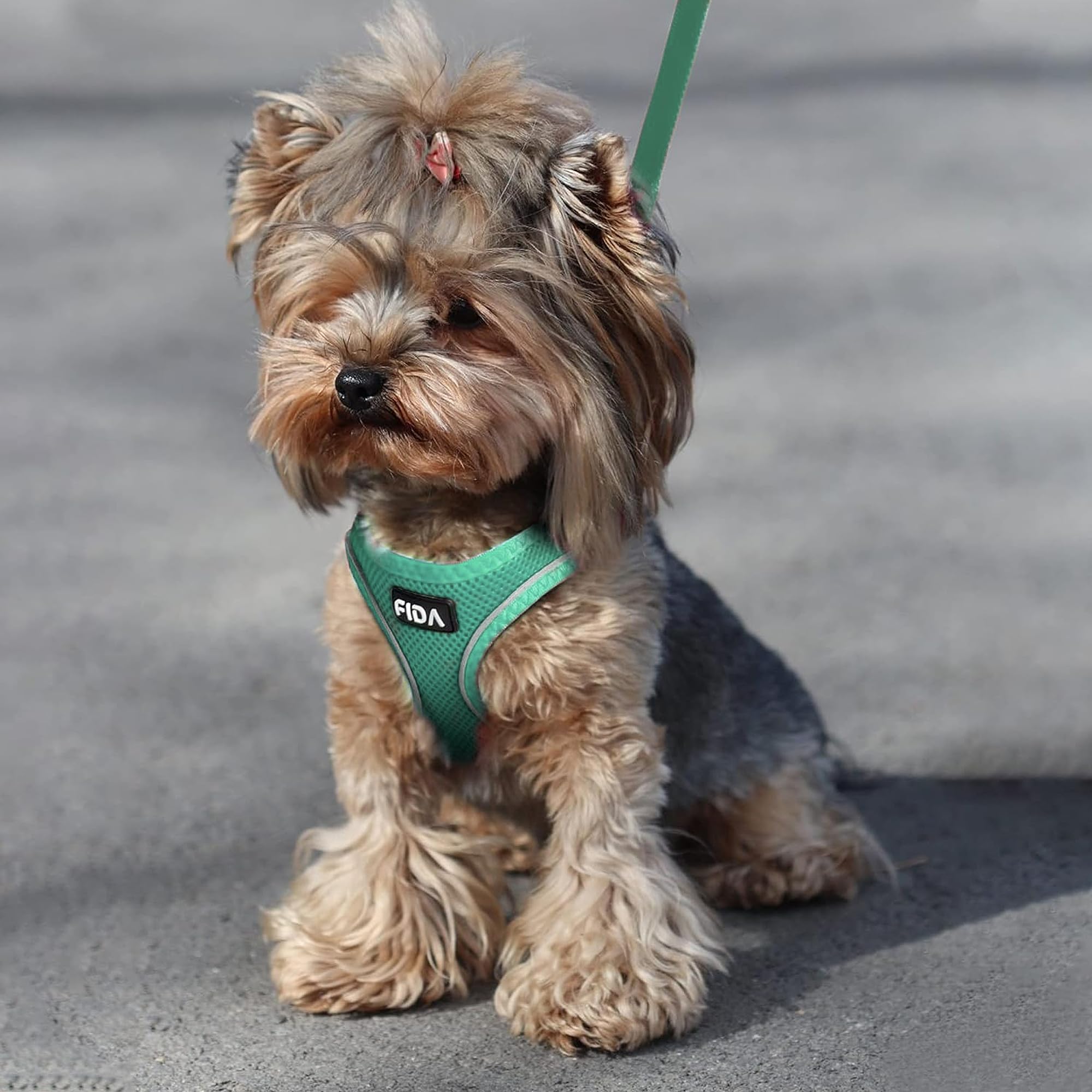 Fida cat harness and leash set displayed with the included leash.