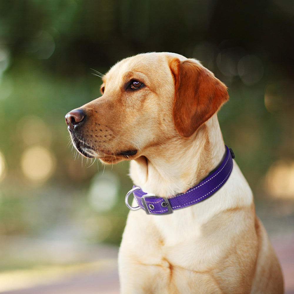 Fida dog collar worn by a large dog on a walk.