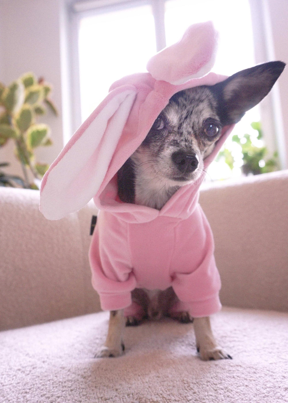 Fitwarm Dog Bunny Costume shown from the back.