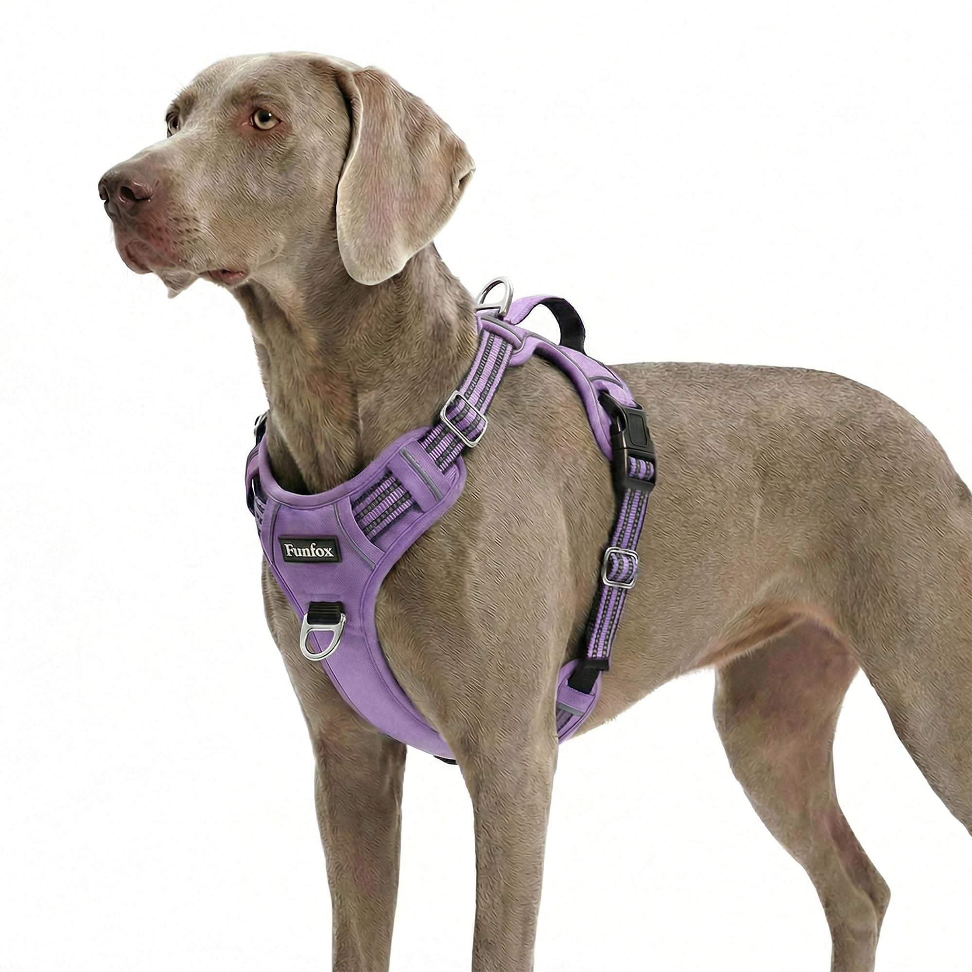 Funfox dog harness shown from the front.