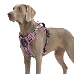 Funfox dog harness shown from the front.
