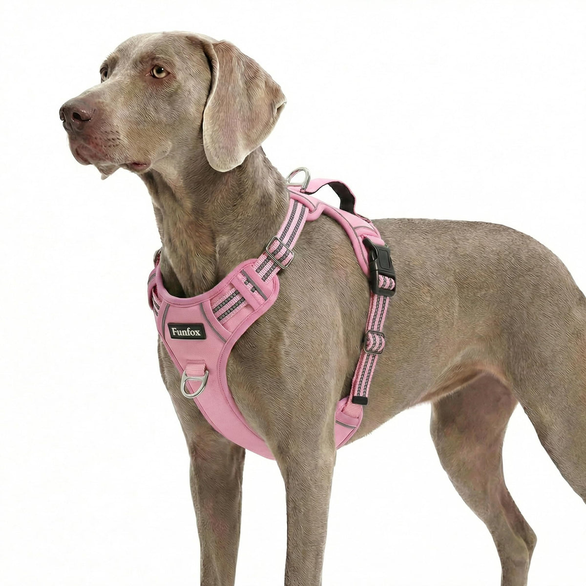 Funfox Dog Harness shown from the front with its vest-style design.