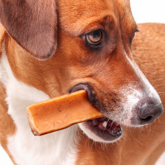 A dog chewing a Fuzzl Yak Cheese Chew during treat time.