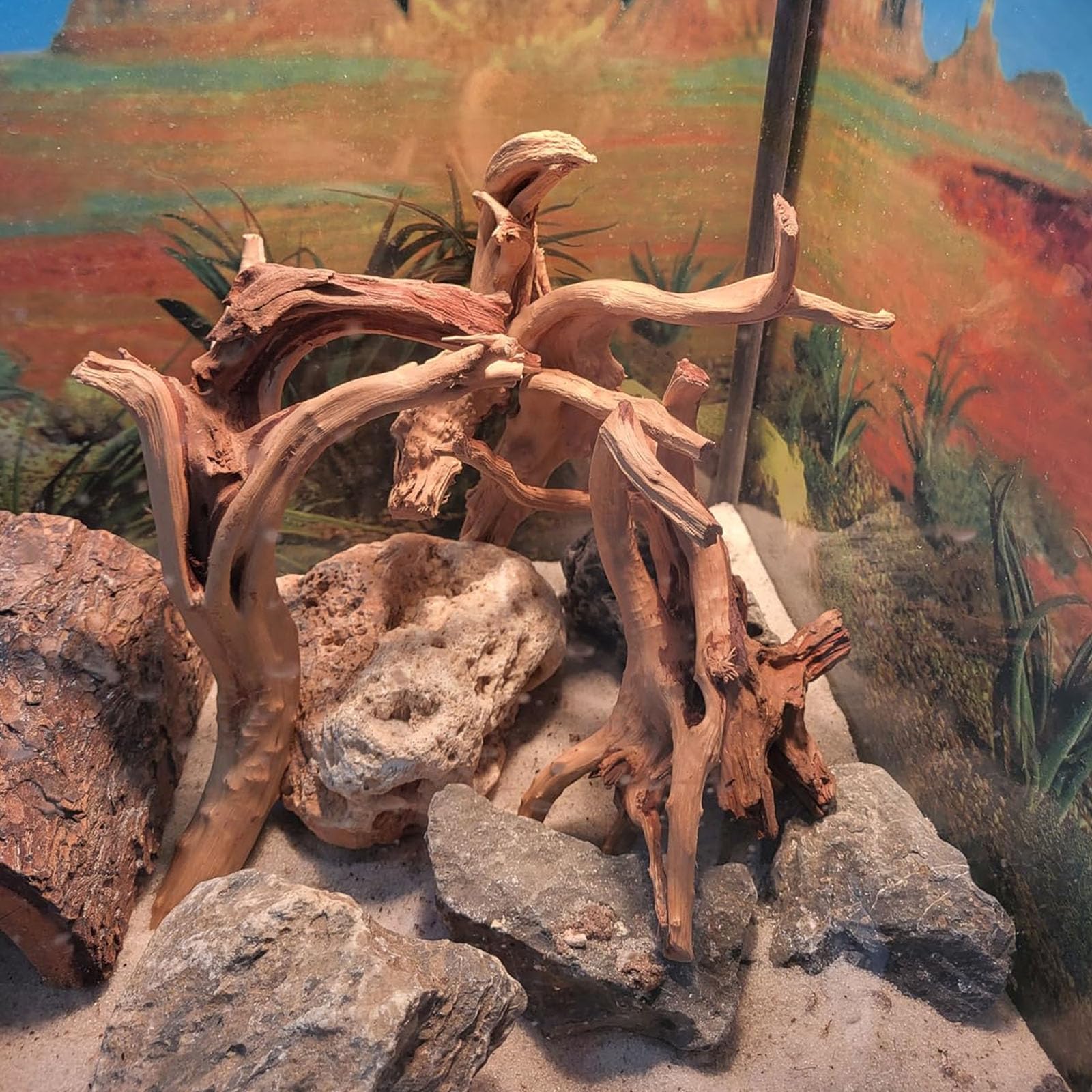 GDMYST spiderwood pieces shown together to display their assorted forms.