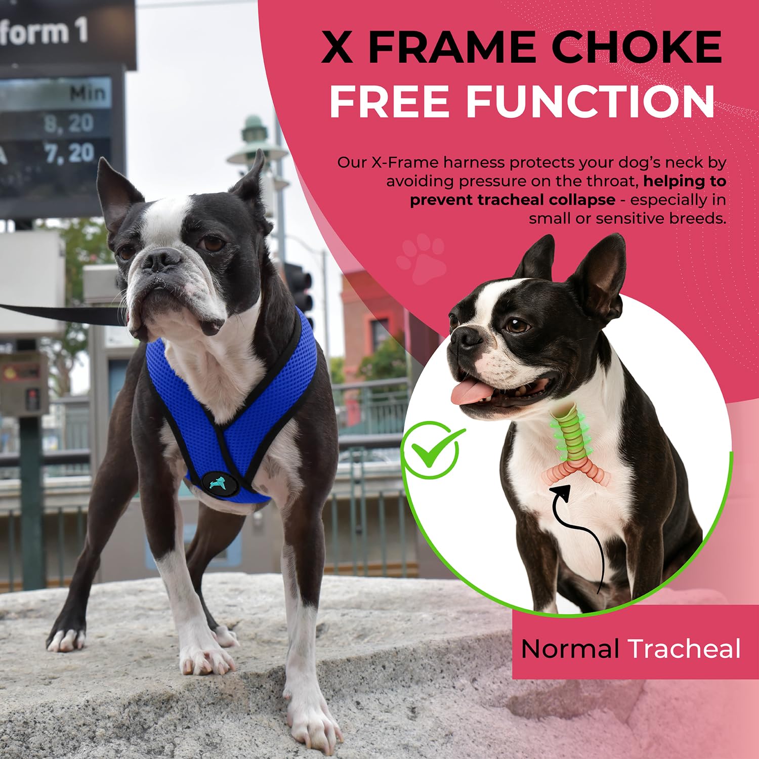 Gooby Comfort X dog harness showing its head-in design.