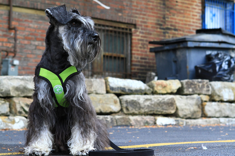 Gooby Comfort X dog harness close-up highlighting the polyester mesh.