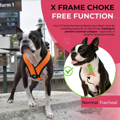 Gooby Comfort X dog harness shown fitted on a small dog.