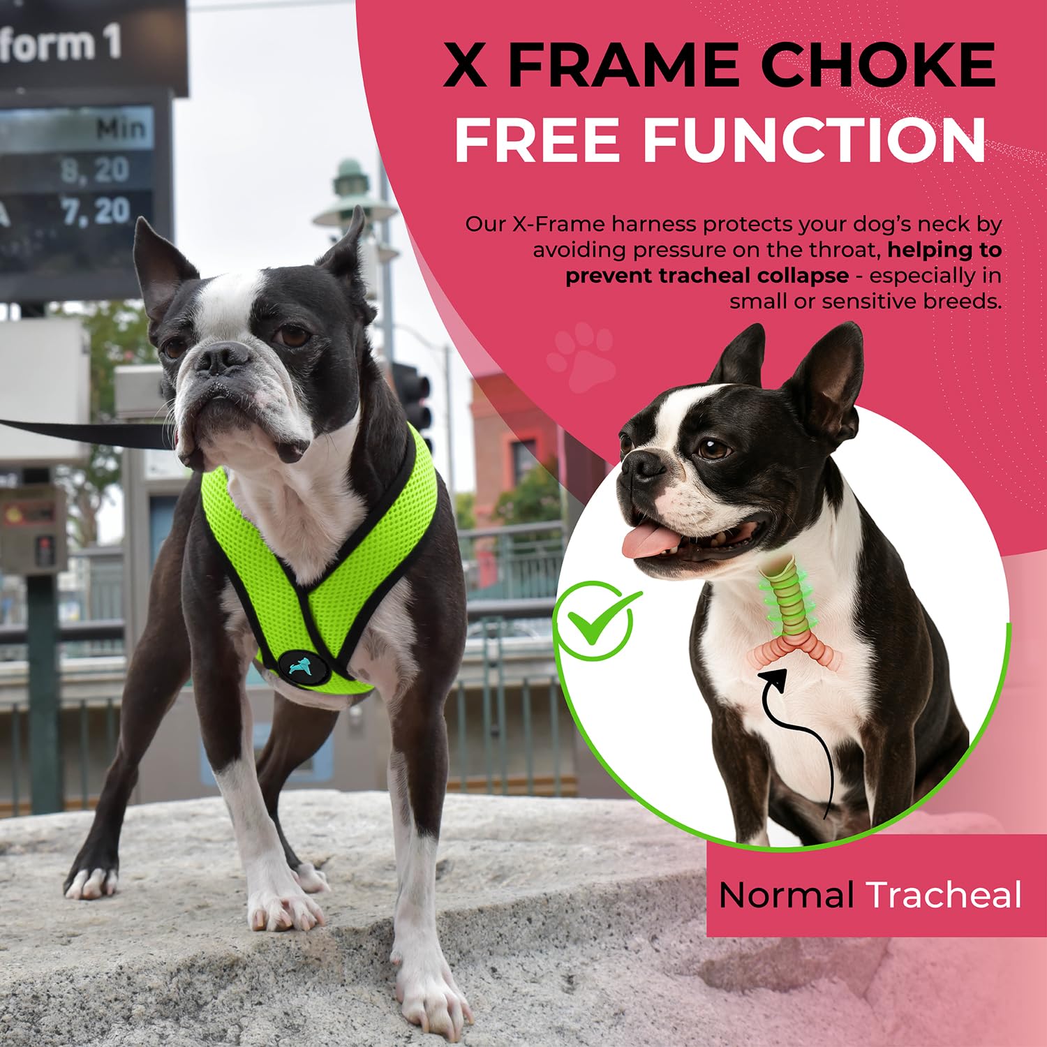 Gooby Comfort X dog harness shown to highlight its green color.