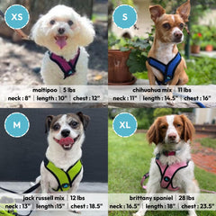 Gooby Comfort X Step-in Lite Harness showing the metal D-rings for leash attachment.
