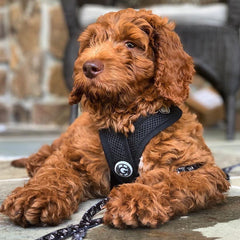 Close-up of the patented X-frame chest strap on the Gooby Comfort X dog harness.