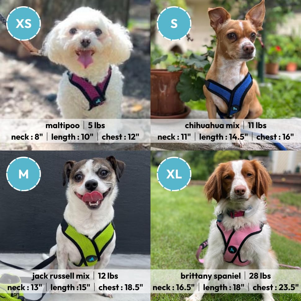 Gooby Comfort X Step-in Lite Harness showing the quick-release buckle and metal D-rings.