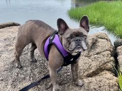 Gooby Easy Fit dog harness shown during a close-fit check.