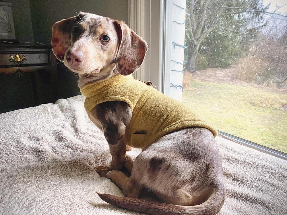 Gooby Fleece Dog Vest shown being worn as a pullover layer.