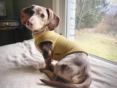 Gooby Fleece Dog Vest shown being worn as a pullover layer.