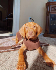 Gooby Stretch Fleece Vest Dog Sweater shown from a side angle.