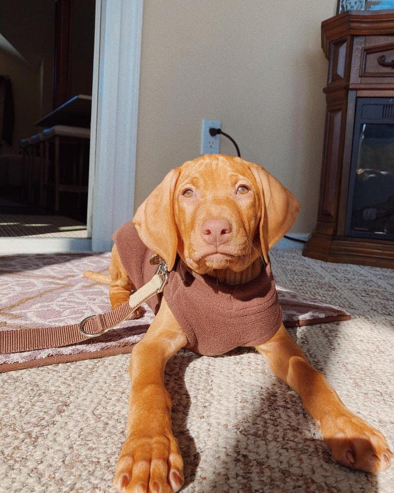 Gooby Stretch Fleece Vest dog sweater being put on a dog.