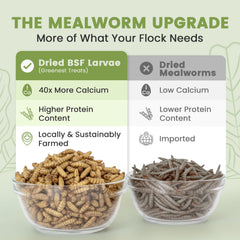Greenest treats Black Soldier Fly Larvae shown as a treat for ducks.