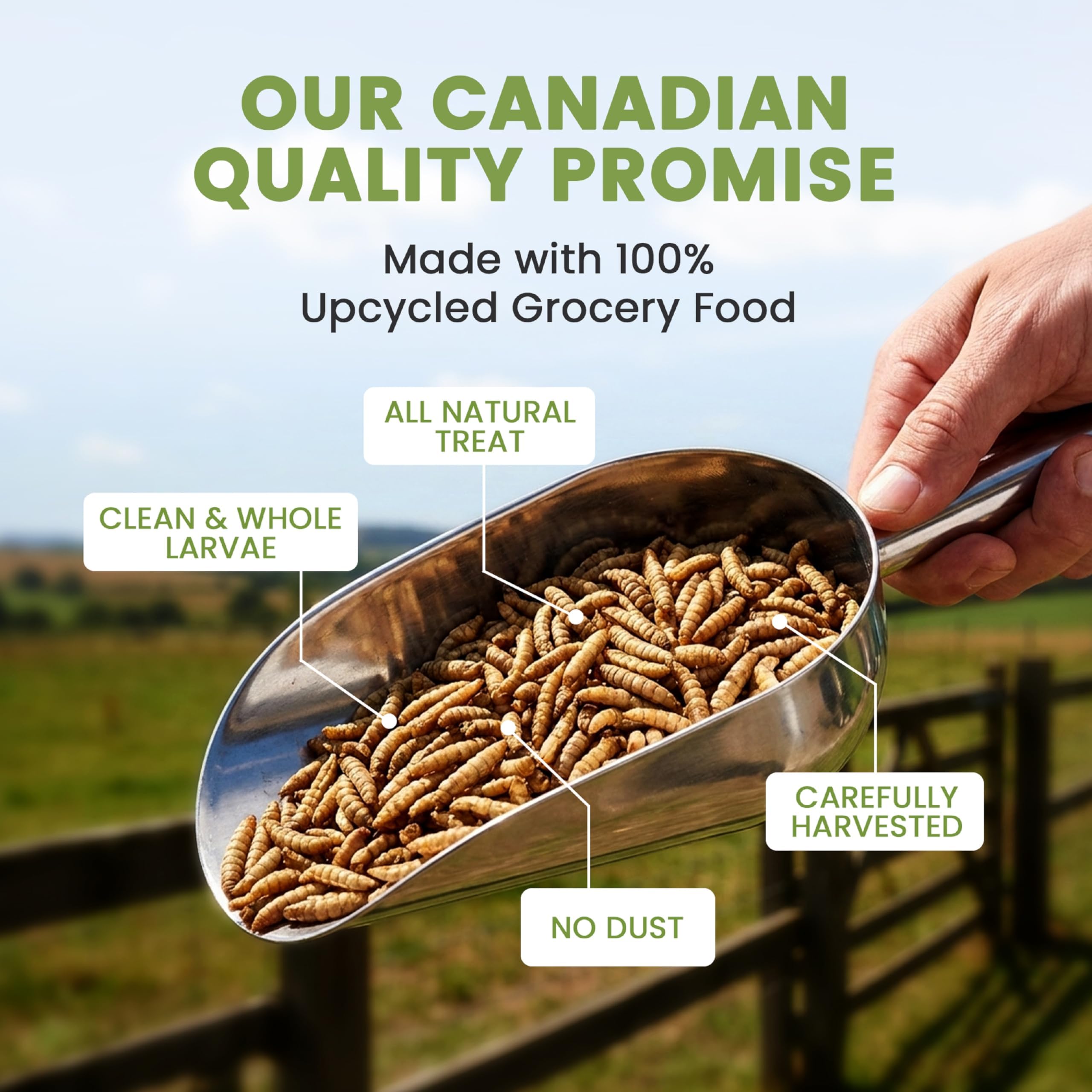 Greenest treats Black Soldier Fly Larvae in a close view of their dried texture.