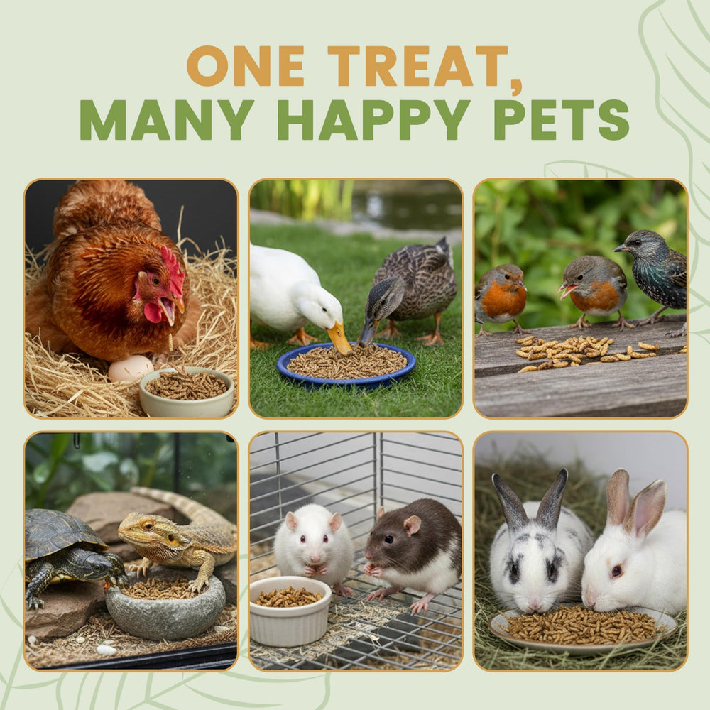 Greenest treats Black Soldier Fly Larvae shown for wild bird treat time.