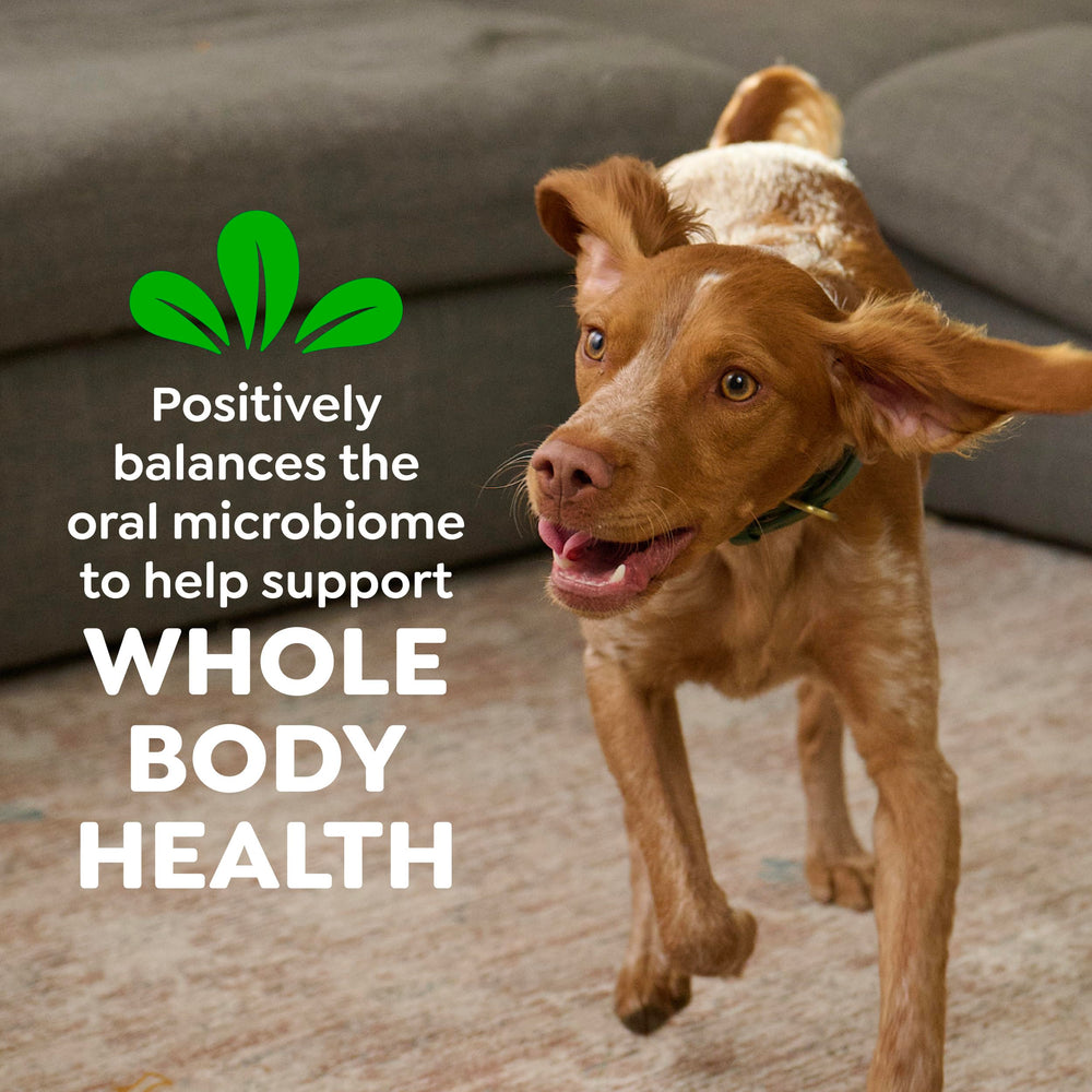 Greenies Regular Dental Dog Treats shown with the treats from the pack.