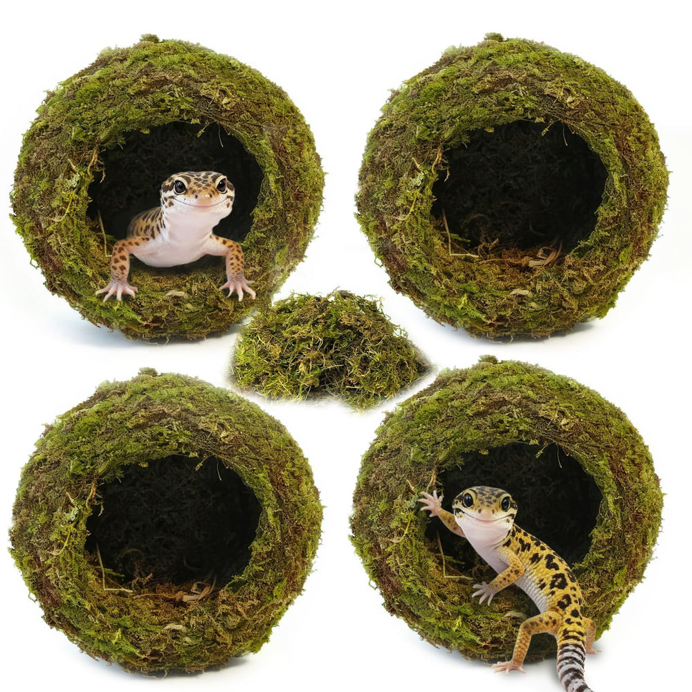 Gxsdj gecko hide set showing the four moss caves together.