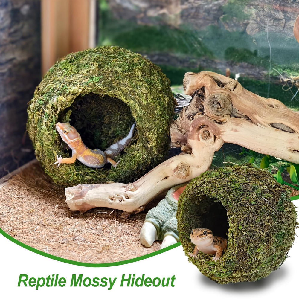 Gxsdj gecko hide close-up showing the natural moss surface.