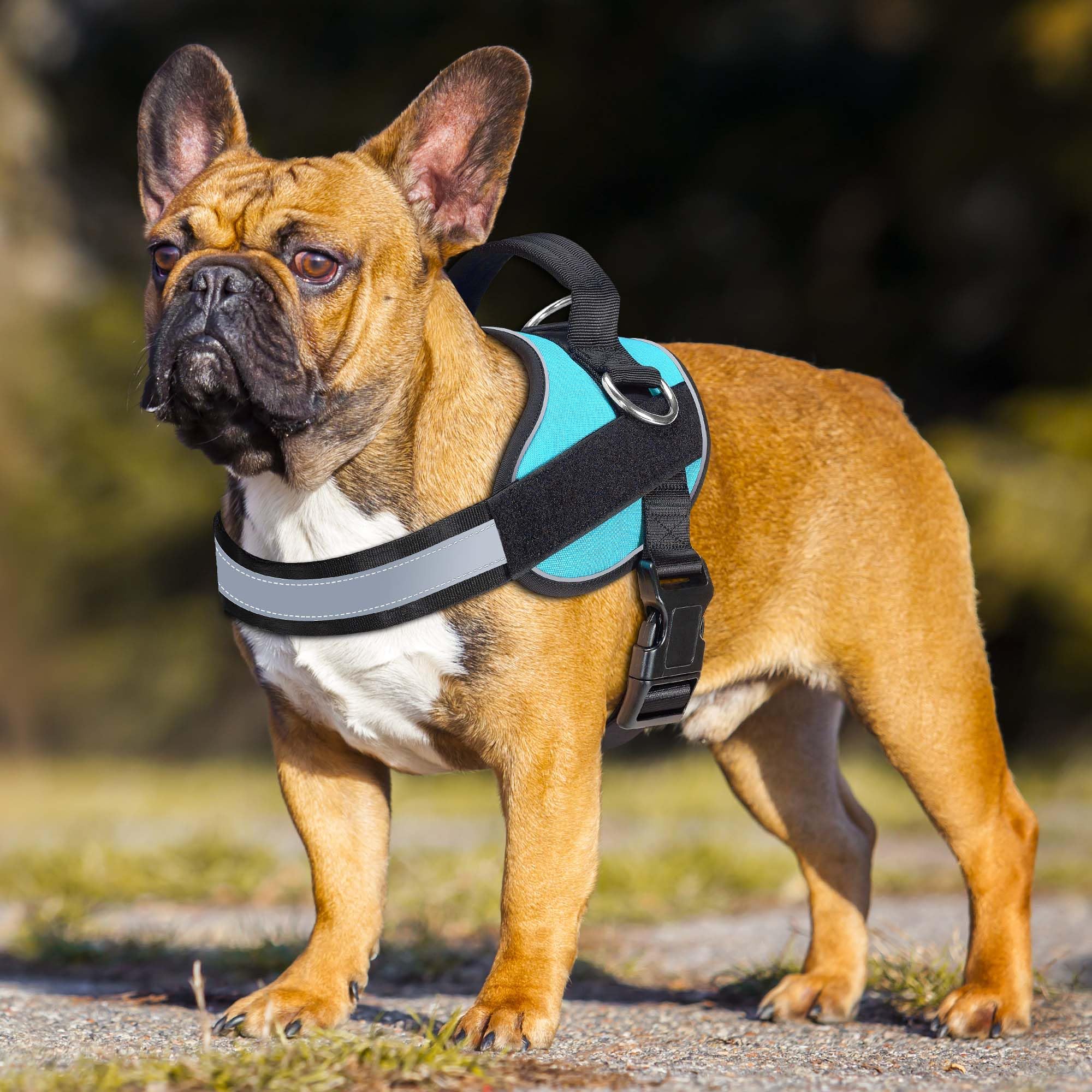 Haapaw dog harness close-up of padded and reflective details.