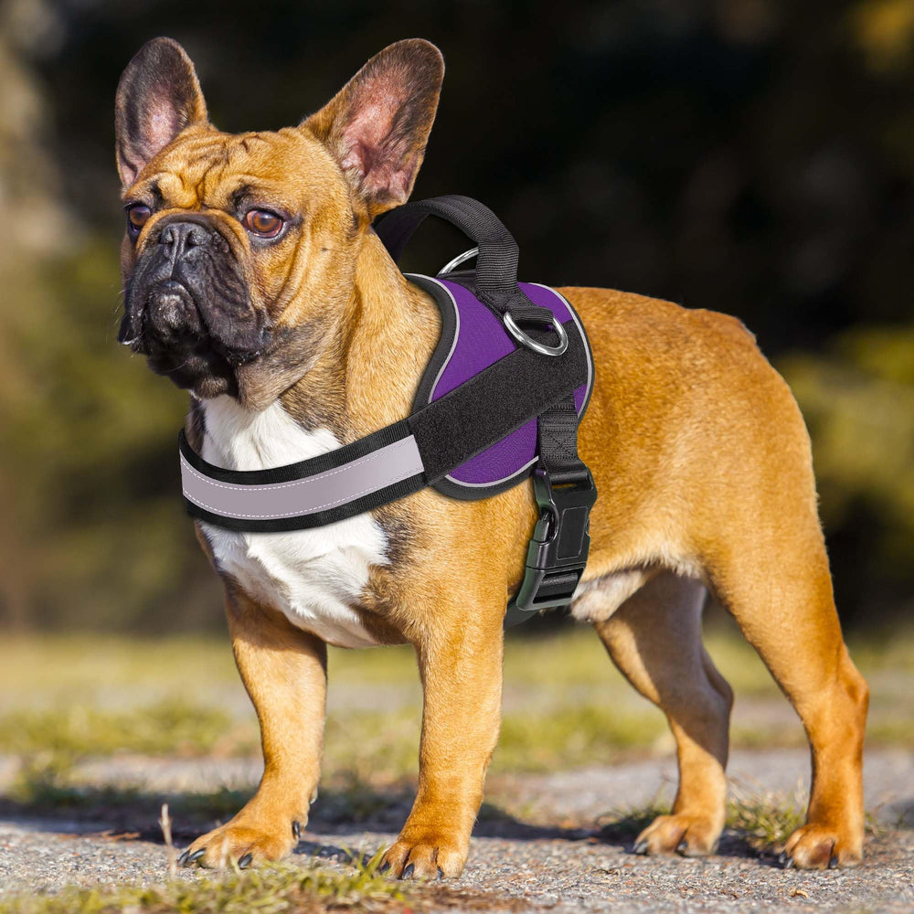 Haapaw dog harness detail showing its reflective features.
