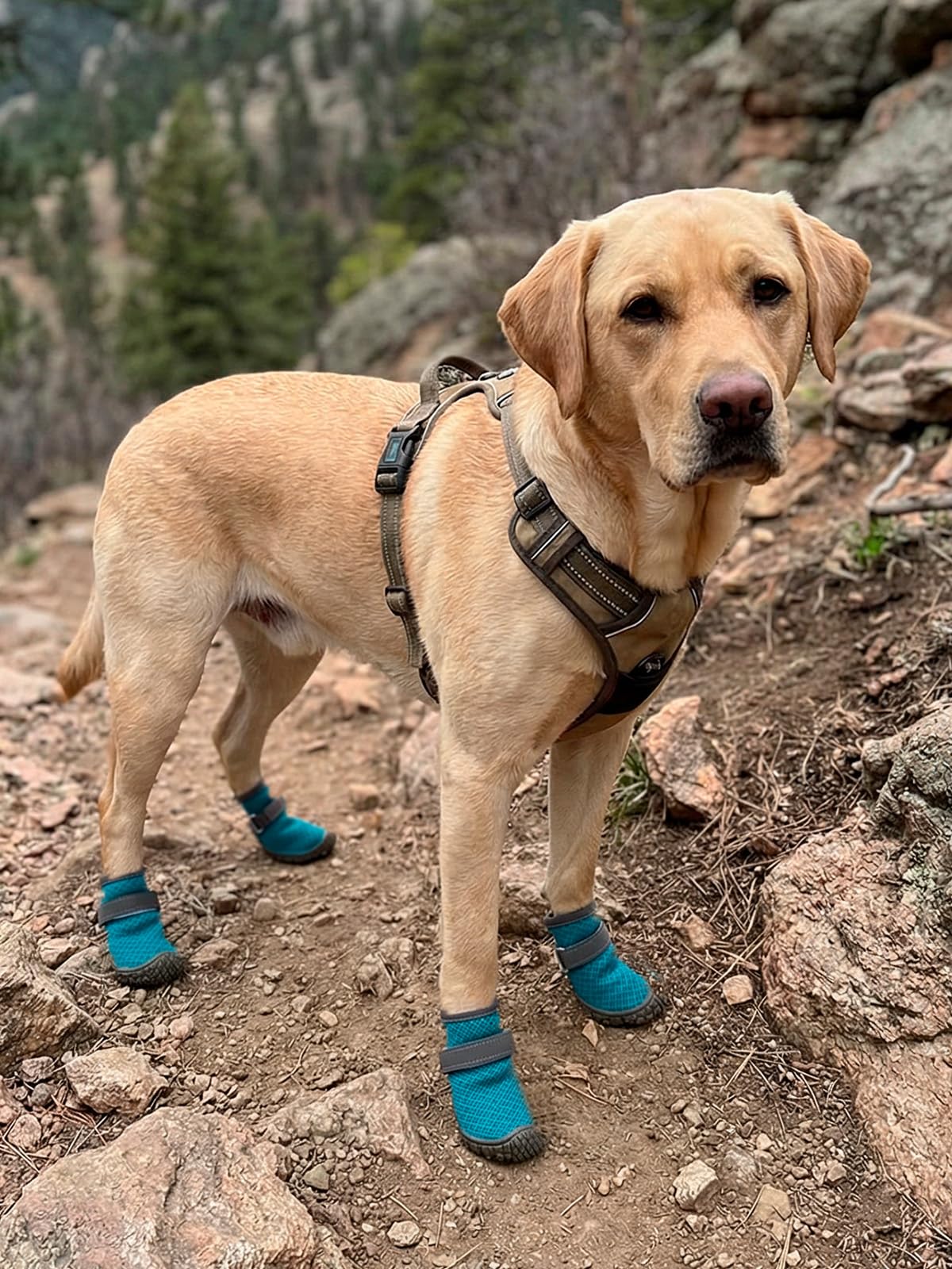 Haloumoning dog boots displayed as a matching set of four.