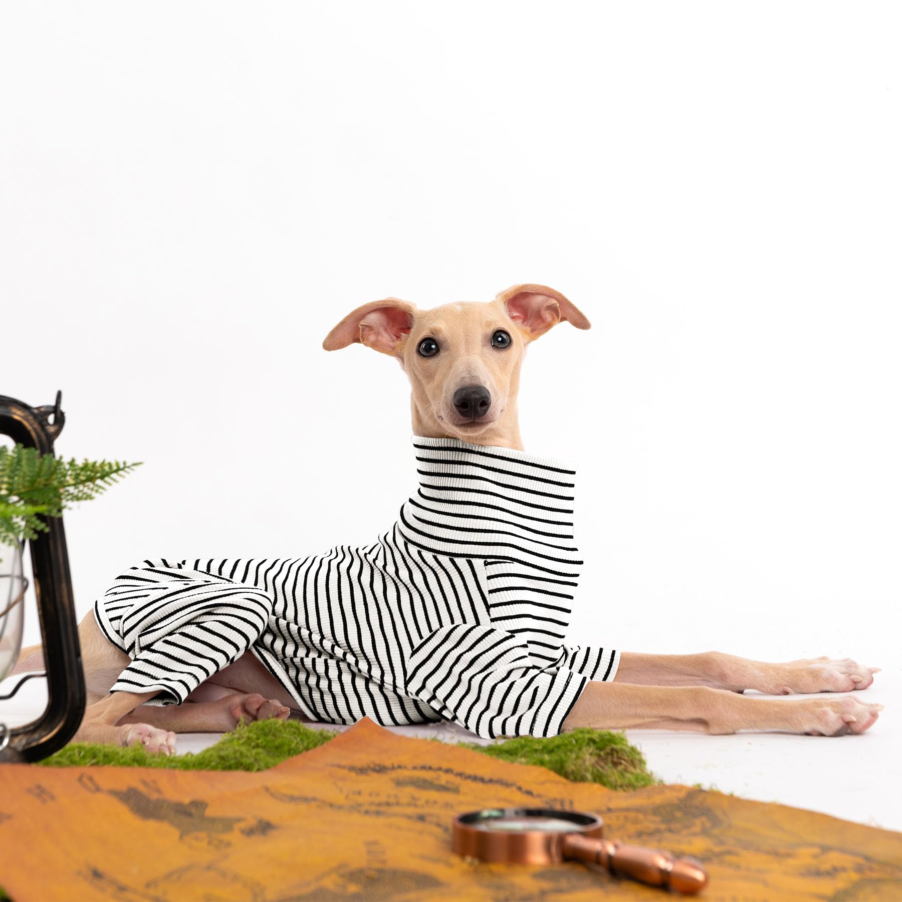 Haloumoning striped dog sweater showing its two-foot design.