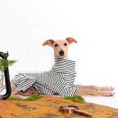 Haloumoning striped dog sweater showing its two-foot design.
