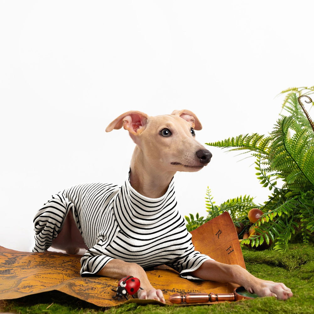 Haloumoning striped dog sweater showing the elastic underbelly.