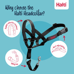 Halti Headcollar shown fitted on a small dog for a walk.