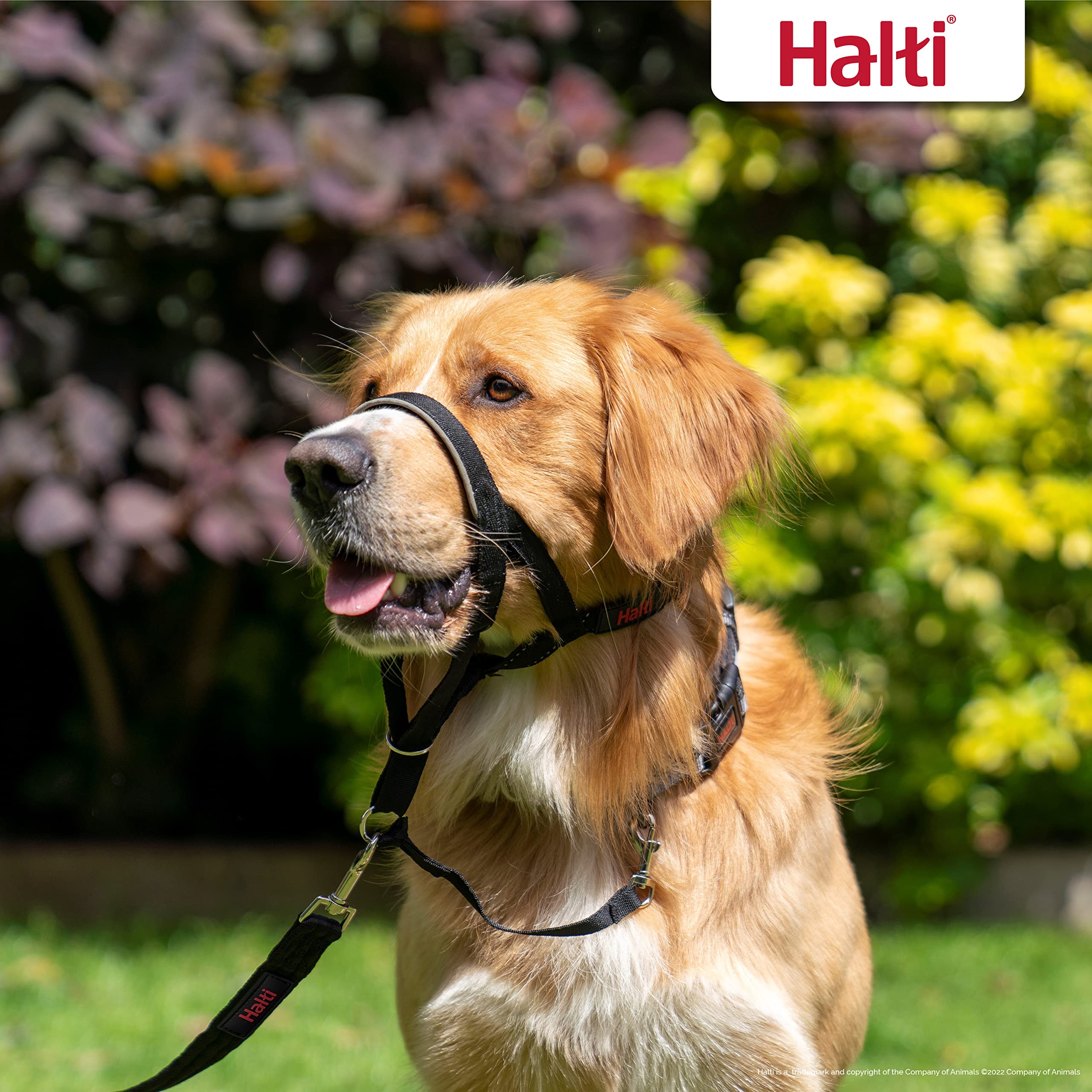 Halti training leash detail showing its lightweight webbing.