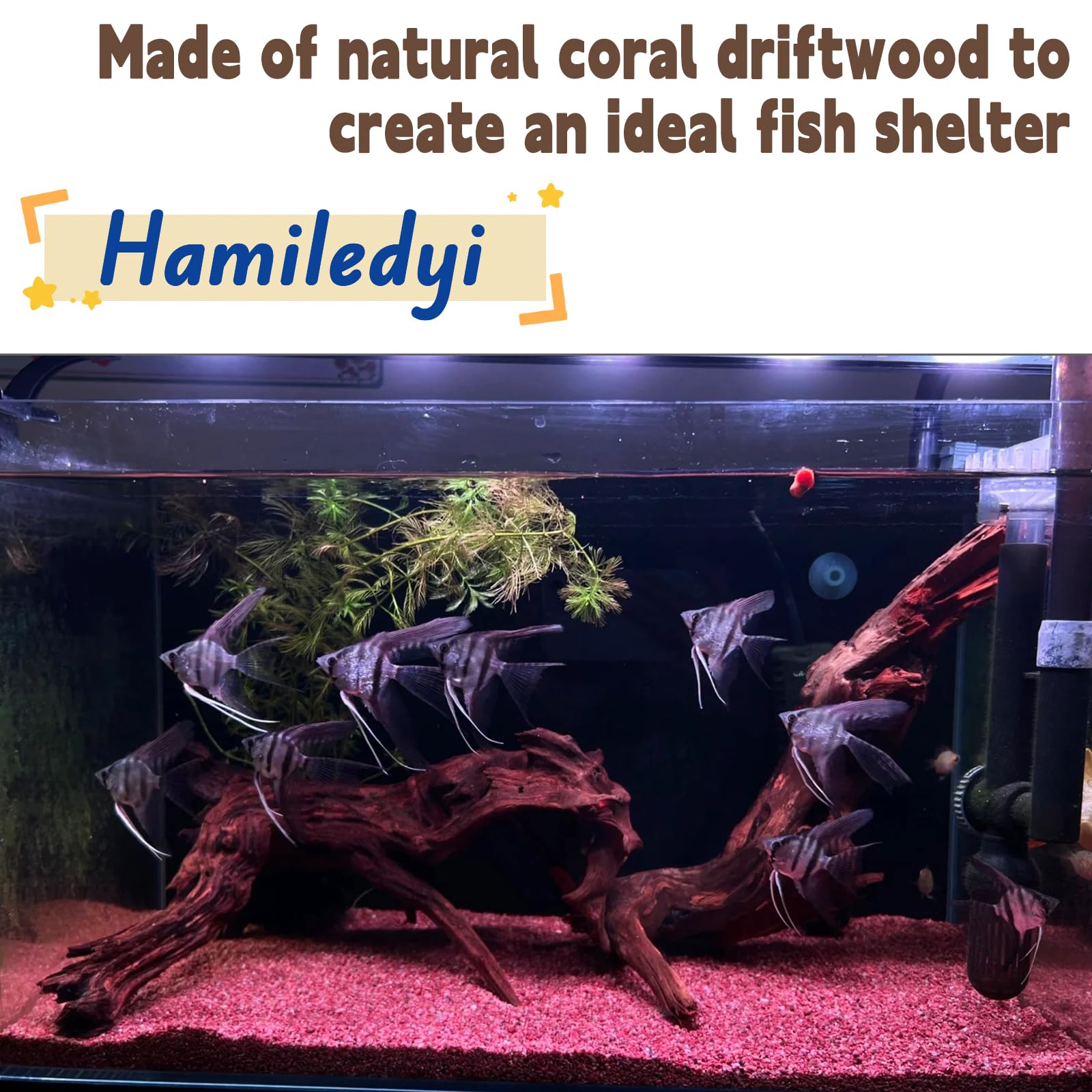 Hamiledyi driftwood arranged as natural aquarium decor.