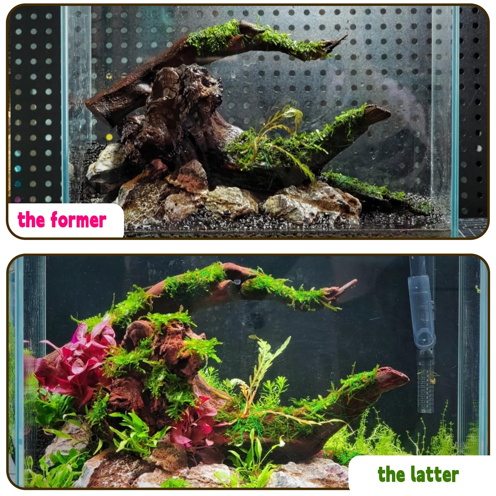 Hamiledyi driftwood used as a natural terrarium ornament.