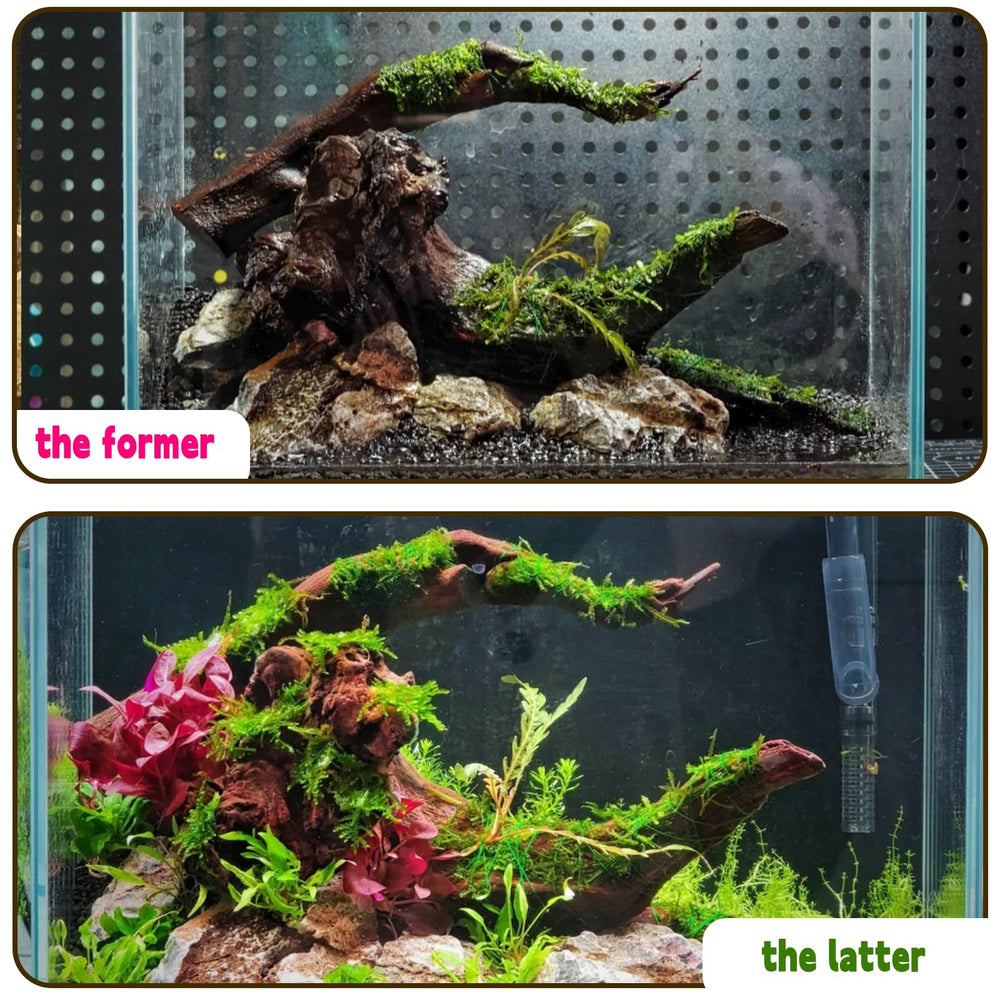 Hamiledyi driftwood used as a natural terrarium ornament.