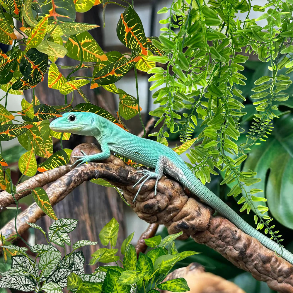 Hamiledyi reptile plants showing the two small vine-leaf decorations.
