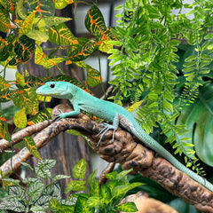Hamiledyi reptile plants showing the two small vine-leaf decorations.